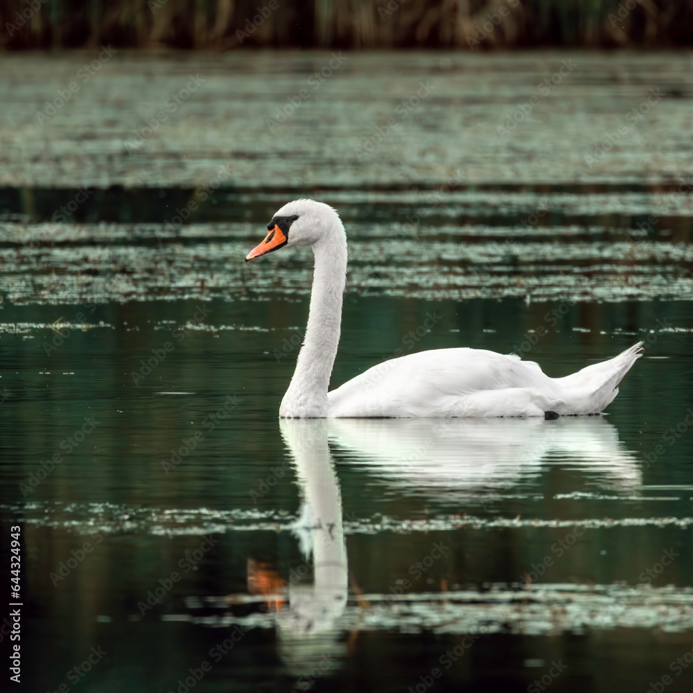 Fototapeta premium Close-up of a swan, in a natural habitat, swims.