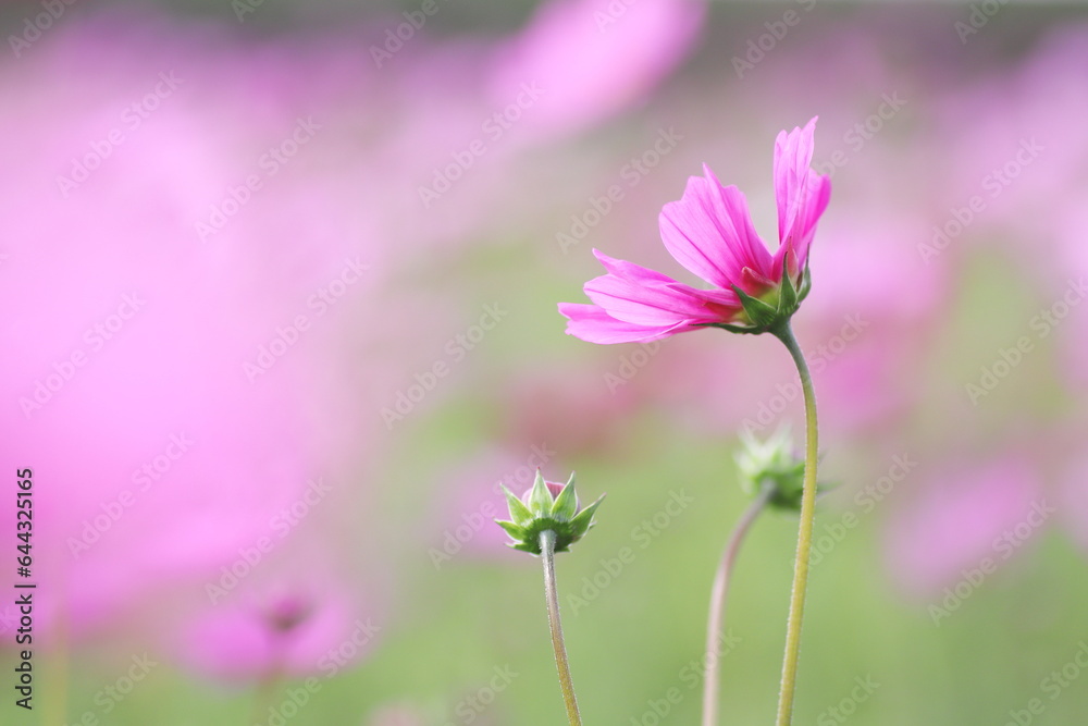 美しく輝くピンクのコスモスの花