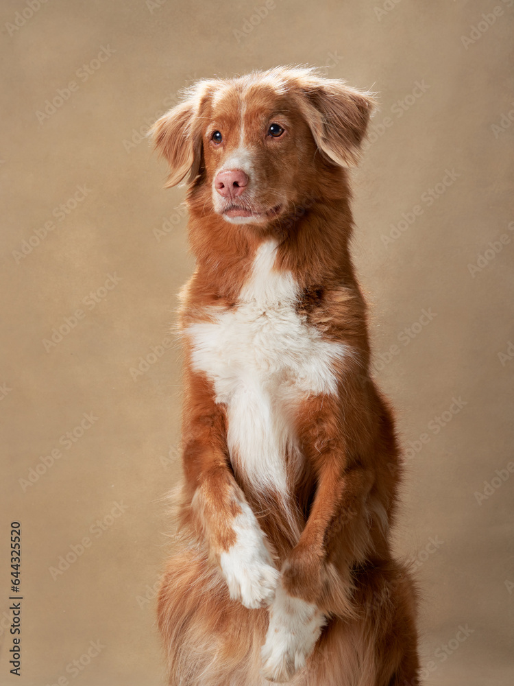 Cute red dog on a beige background. Nova Scotia duck tolling retriever sits on its hind legs. Pet in the studio Cute red dog on a beige background. Nova Scotia duck tolling retriever sits on its hind legs. Pet in the studio