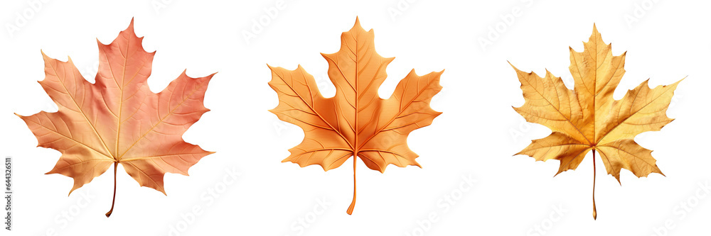 Obraz premium Isolated autumn maple leaf on a transparent background