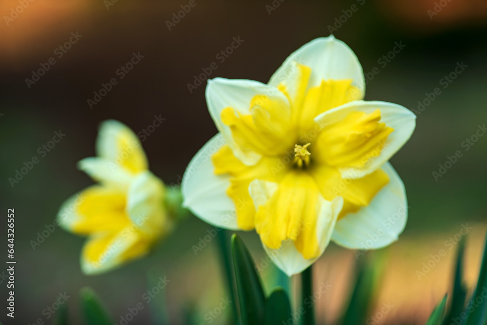 Daffodils in a field in spring with sun Daffodils in a field in spring with sun