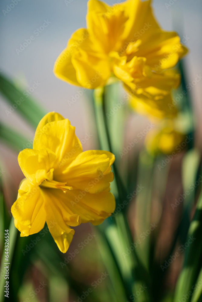 Daffodils in a field in spring with sun Daffodils in a field in spring with sun