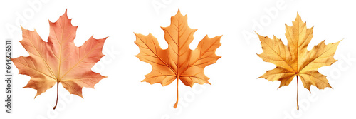 Isolated autumn maple leaf on a transparent background