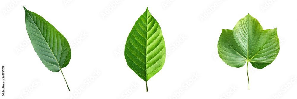 Obraz premium Isolated leaf in green transparent background