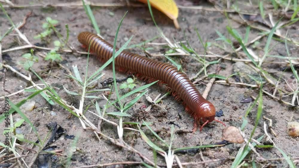 Close-up follow shot, a Spirostreptida Millipede explores the ground, moving through soil and grass as it forages for food Close-up follow shot, a Spirostreptida Millipede explores the ground, moving through soil and grass as it forages for food