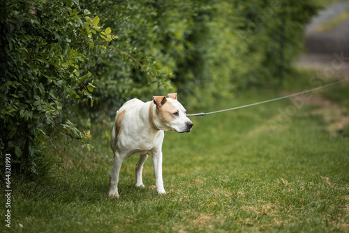 Fotografie Rescued Pit Bull Terrier have exercises with his trainer
