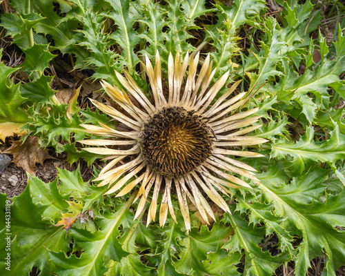 Closeup top view of wild carline thistle or carlina acanthifolia flower blooming with spiky leaves in Pyrenees mountains, France photo
