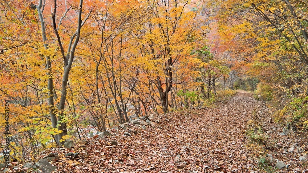 Fototapeta premium Beautiful autumn valley scenery in Korea