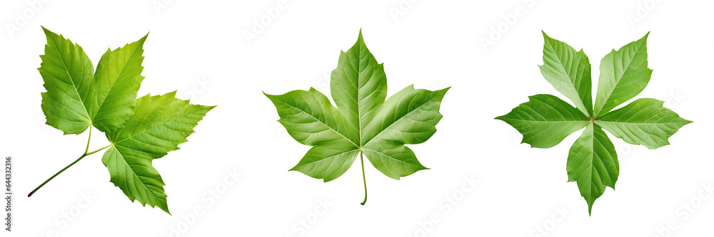 Parthenocissus plant s green leaf photographed on a transparent background Parthenocissus plant s green leaf photographed on a transparent background