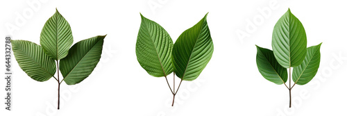 Kratom leaf from Asia used for alternative therapy isolated on a transparent background