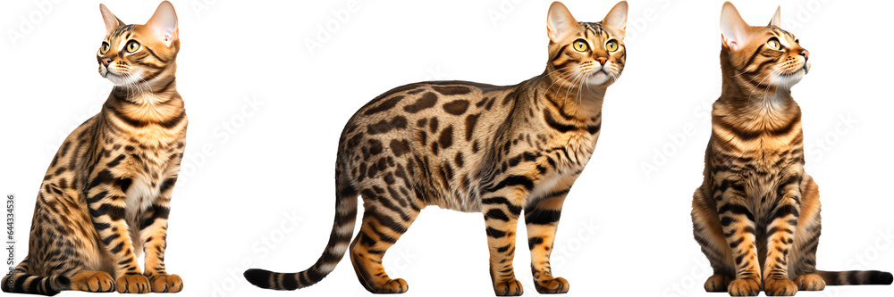 Bengal cat different poses isolated on transparent background. Generative AI Bengal cat different poses isolated on transparent background. Generative AI