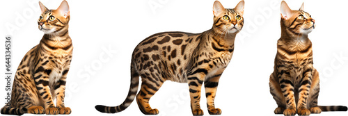Bengal cat different poses isolated on transparent background. Generative AI