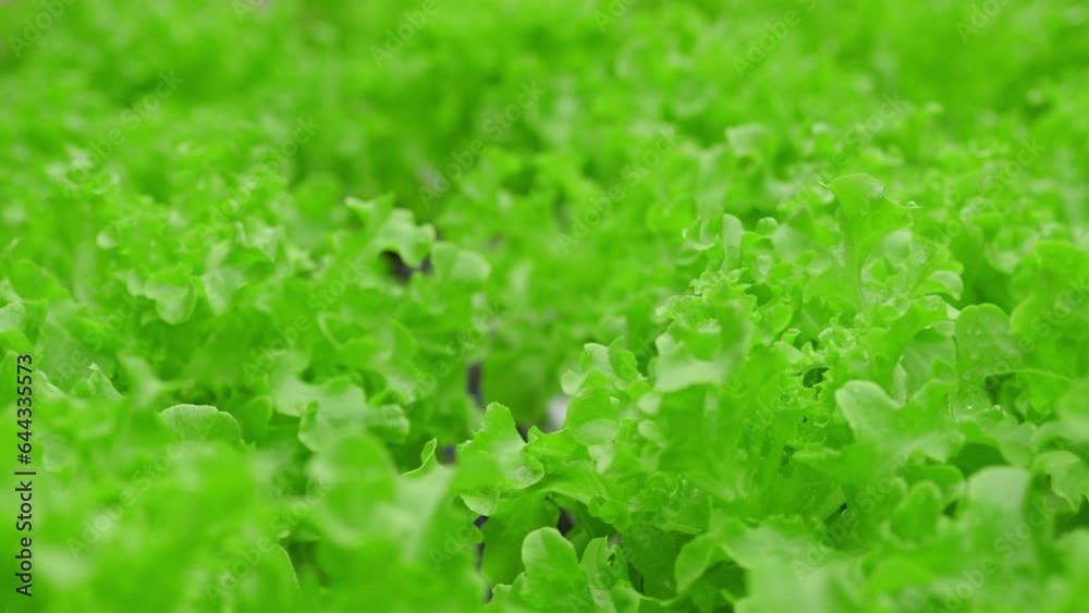 Vegetables in a hydroponics greenhouse. Planting plants using a nutrient solution in water instead of planting with soil. Vegetables in a hydroponics greenhouse. Planting plants using a nutrient solution in water instead of planting with soil.