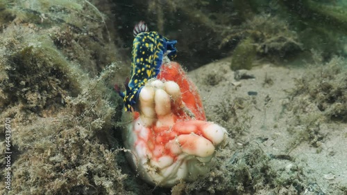 Marine Nudibranch Hypseldoris species moving over a vibrant coloured soft ocean sponge. Underwater view photo