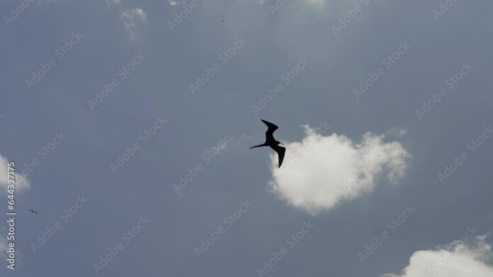 Magnificent frigatebird, Fregata magnificens, a big black sea bird with a characteristic red gular sac, soaring in the clear blue sky over a cruise ship at the coastline of the Galapagos islands. Magnificent frigatebird, Fregata magnificens, a big black sea bird with a characteristic red gular sac, soaring in the clear blue sky over a cruise ship at the coastline of the Galapagos islands.