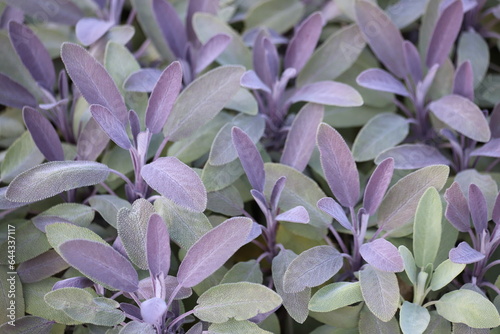 Sage green and purple leaf, salvia officinalis purpurascens. photo