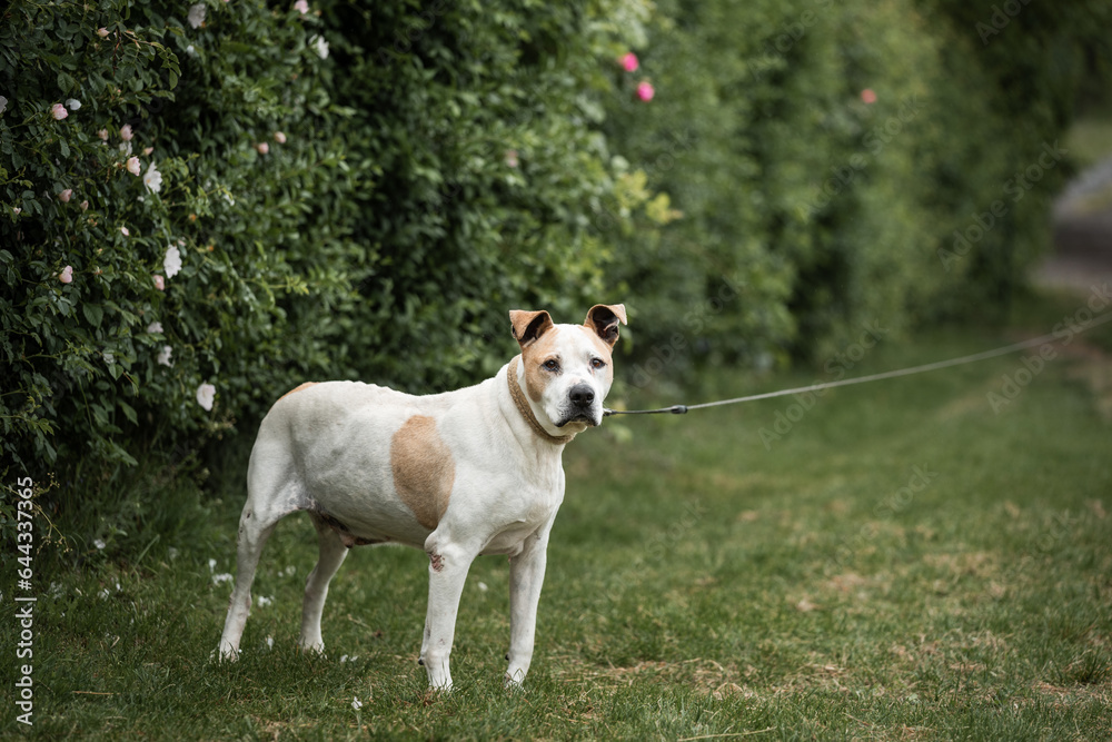 Rescued Pit Bull Terrier have exercises with his trainer. On his daily routine he is on the long walk on the leash and have obedience and socialization training
