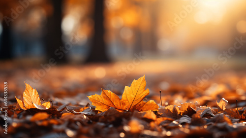 Beautiful orange and golden autumn leaves