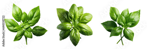 Fotografia Leaves of basil that are green transparent background
