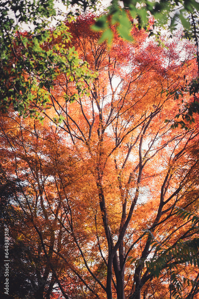 オレンジ色の紅葉する木