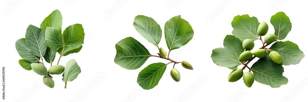 Fototapeta premium Fresh leaves of Gular Golar or Clustar Fig tree fruit isolated transparent background surface displaying numerous benefits
