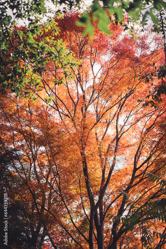 オレンジ色の紅葉する木