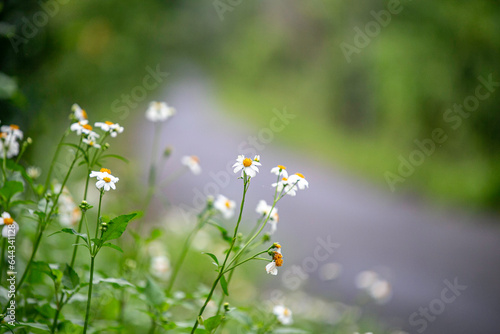 white flower nature background image