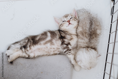 Top view on two adorable little purebred kittens are slipping in a cage in pets store.