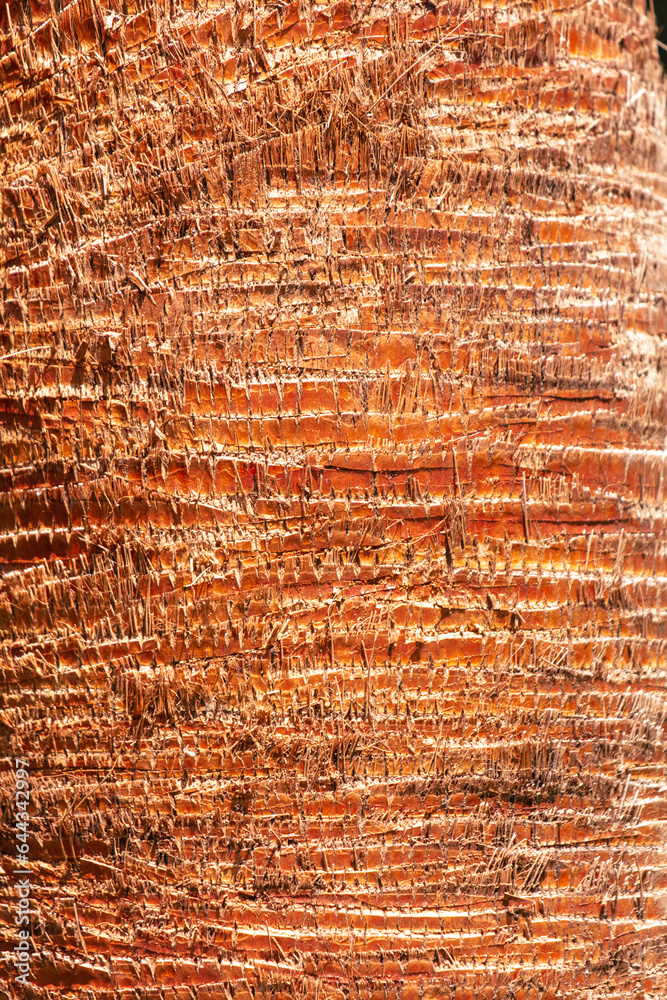The bark on a palm tree as an abstract background. Texture The bark on a palm tree as an abstract background. Texture