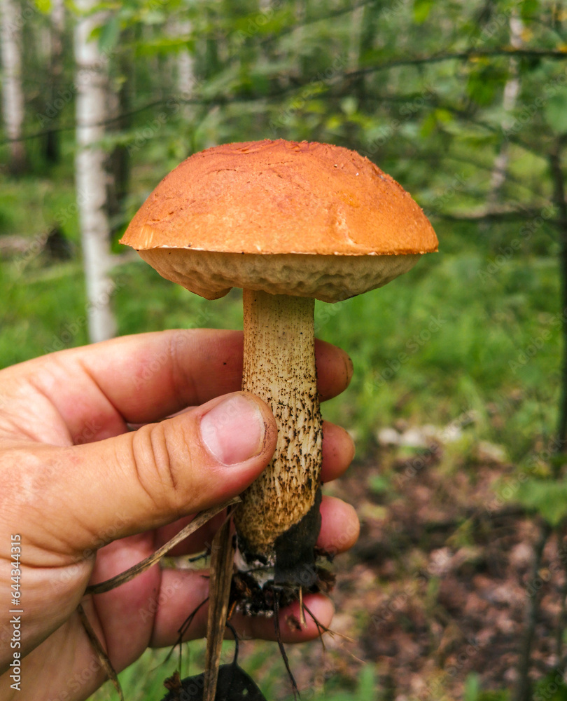 Boletus in the hands in the forest Boletus in the hands in the forest