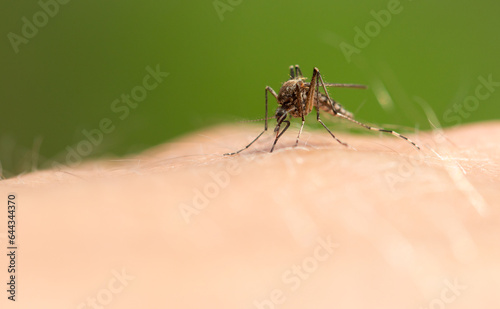 The mosquito sits on human skin and bites.
