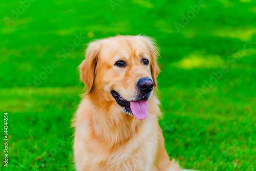 Portrait of Golden labrador dog sitting on the grass against the background of a green forest.Summer day.Closeup.