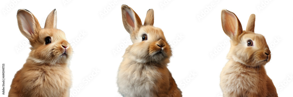 Side view portrait of a black isolated dwarf rabbit transparent background