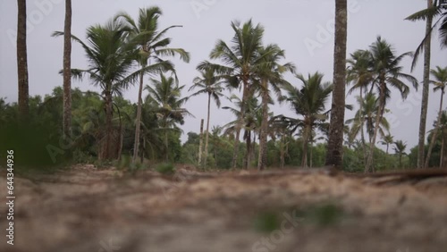 Tropical Landscape - Slow shot of palm trees photo