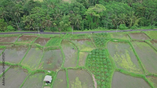 Aerial video of an amazing landscape rice field on Payangan village, Bali, Indonesia, with a drone. Orbit video with a drone. 4K footage. photo