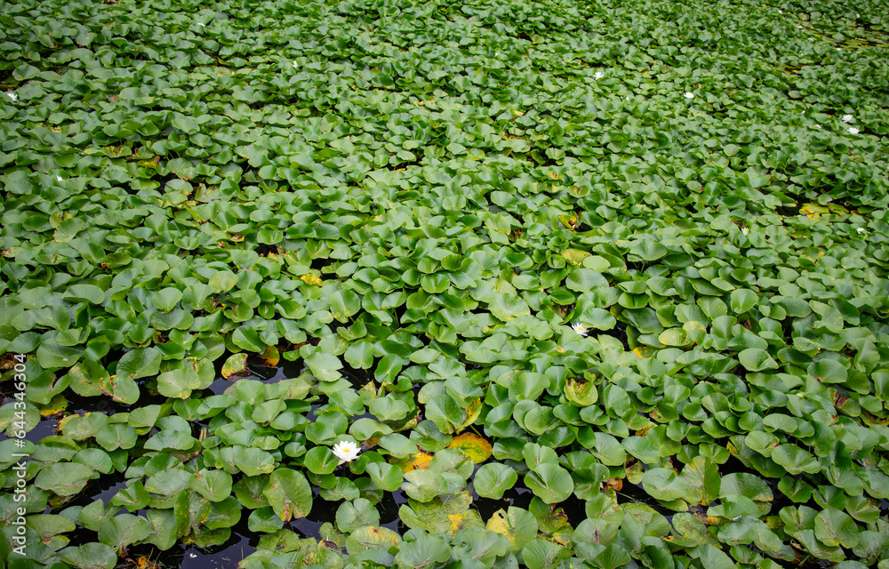 一面に広がる睡蓮の葉
Water lily leaves spread all over the pond 一面に広がる睡蓮の葉
Water lily leaves spread all over the pond