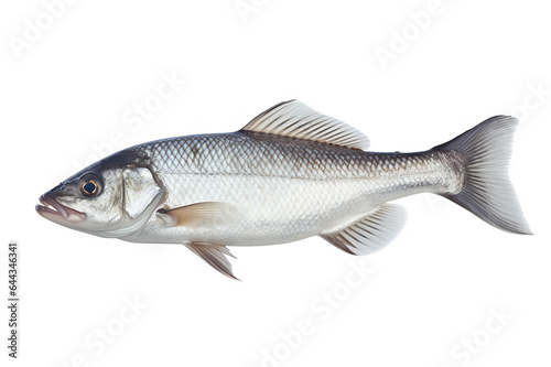 Seabass Elegance A Pristine Isolation on a Clean White Canvas.. created with Generative AI © photobuay