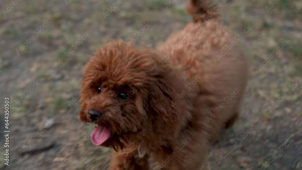 Handheld shot of adorable fluffy light brown Maltipoo poodle walking leashed on grass in park on summer day with unseen owner Handheld shot of adorable fluffy light brown Maltipoo poodle walking leashed on grass in park on summer day with unseen owner