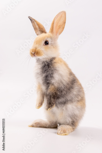 A healthy lovely baby brown bunny easter rabbit stand up on two legs on white background. Cute fluffy rabbit on white background Lovely mammal with beautiful bright eyes in nature life.Animal concept.