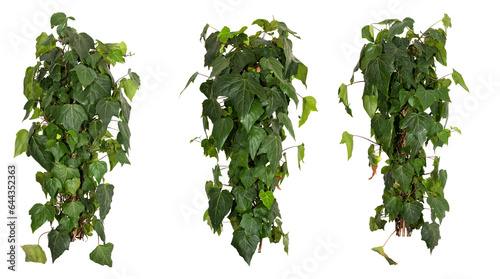 set of green leaves of an Ivy plant bush isolated on transparent background, png, image compositing footage, alpha channel, forest, nature, jungle, tropical follage