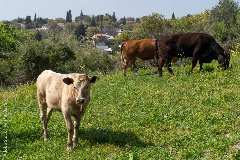 Cows grazing on a hill near the town of Kiryat Tivon, Israel
Cows grazing on a hill near the town of Kiryat Tivon, Israel