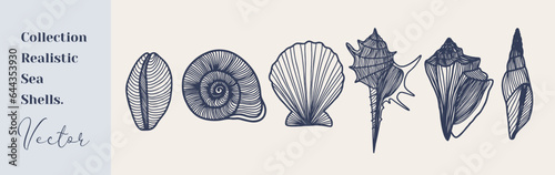 Set of seashells shells silhouettes vector illustration