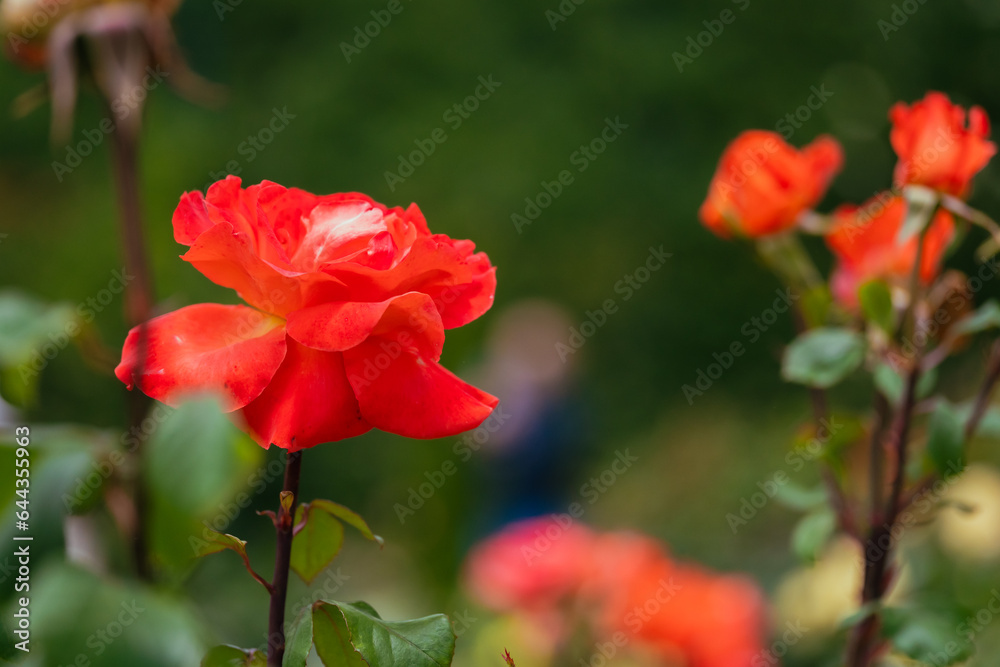 真っ赤に咲く公園のバラ