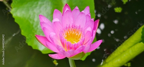 Lotus