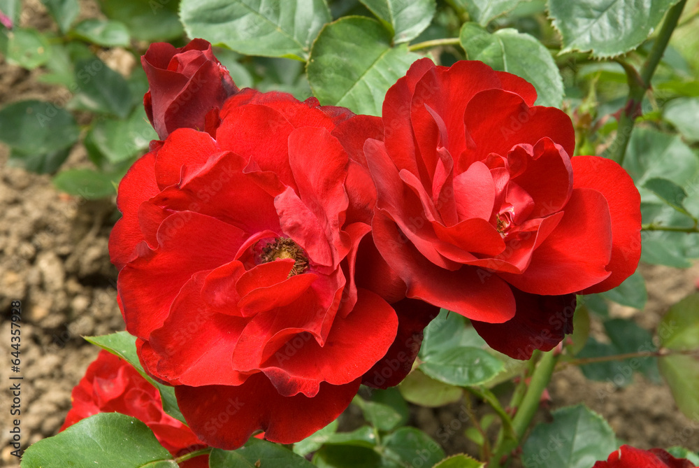 Rosier, Rose 'Lilli Marleen' Rosier, Rose 'Lilli Marleen'