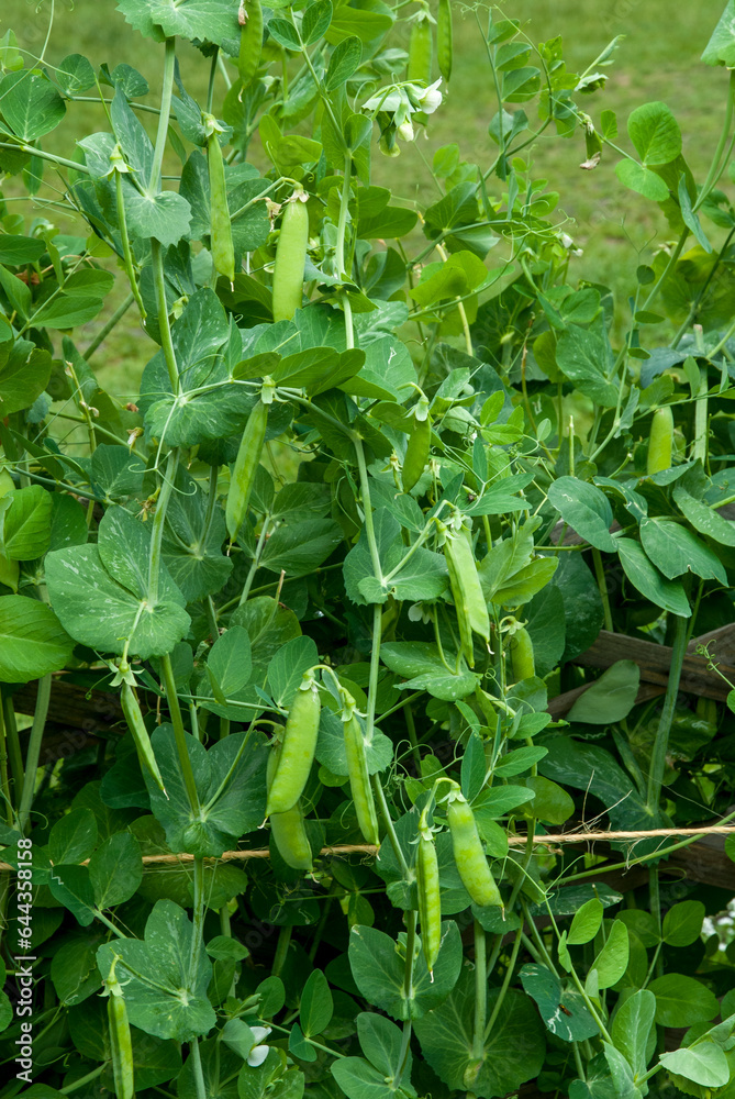 petit pois, Pisum sativum petit pois, Pisum sativum