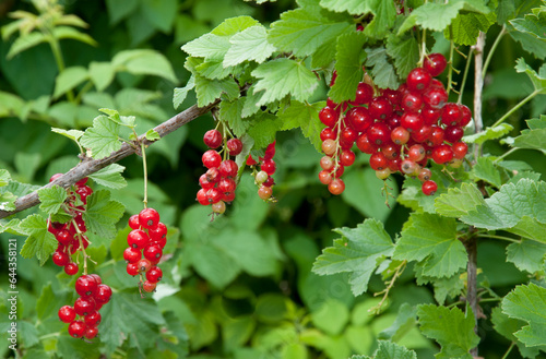 groseillier, Ribes grossularia