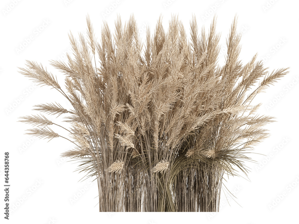 Fototapeta premium wheat ears isolated on white