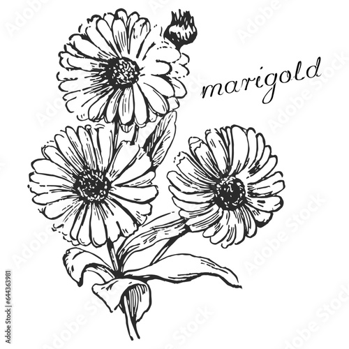 marigold, monochrome flower, monochrome marigold, marigold on transparent background, flower on transparent background