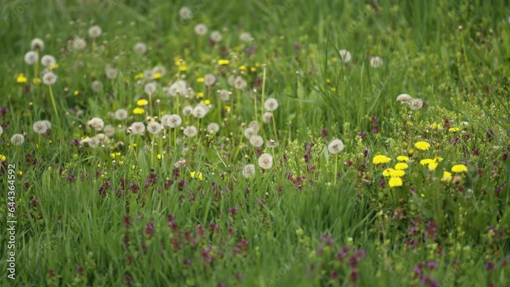 A lush meadow full of blooming brightly-colored wildflowers. A lush meadow full of blooming brightly-colored wildflowers.